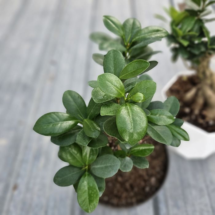 Бонсай и фикус мокламе