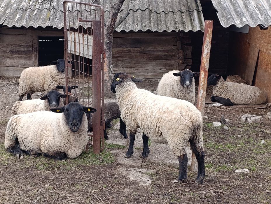 Vând 6 oi Suffolk cu miei