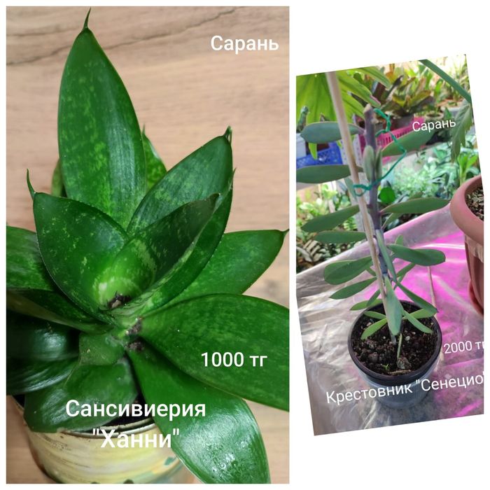 Стробилантес,Жасмин, Тилландсия, Монстера,Калла