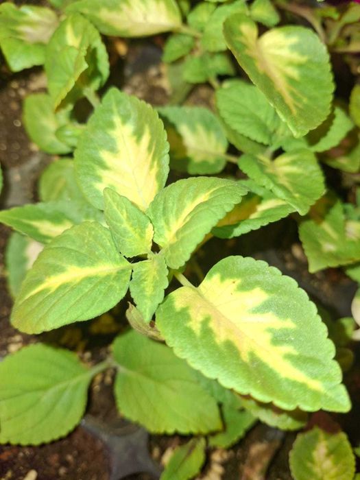 Продам отростки колеуса