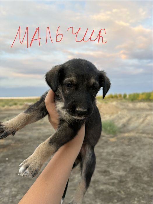 Продам щенят алабая