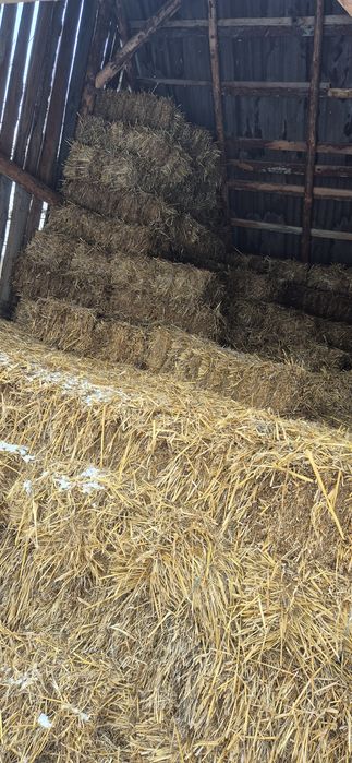 Vând baloti de paie