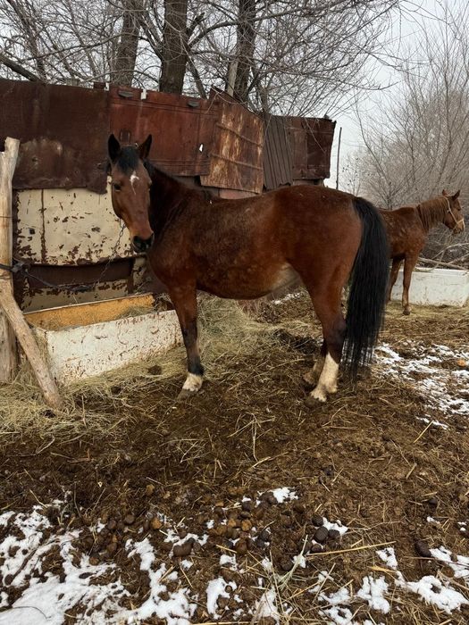 Бие кобыла байтал