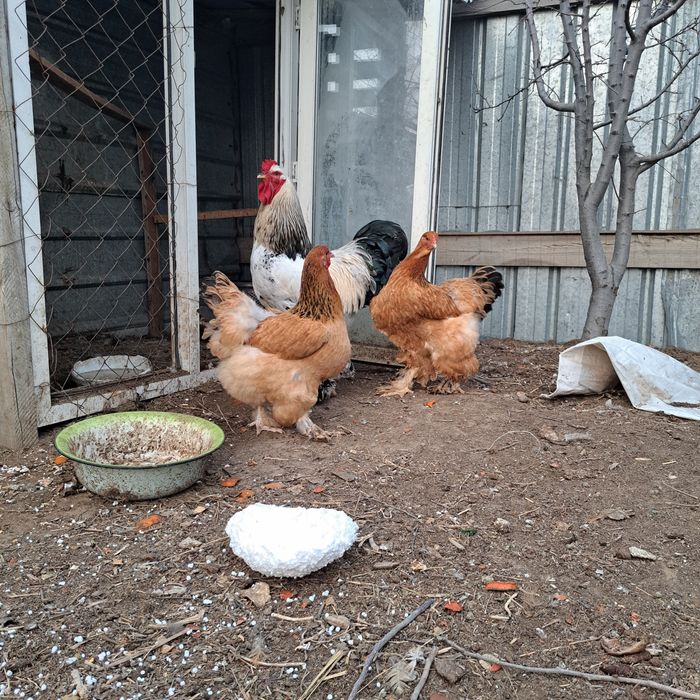 Мошный брамый палевая