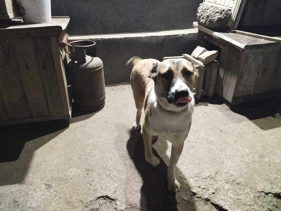 Пропала собака породы алабай.