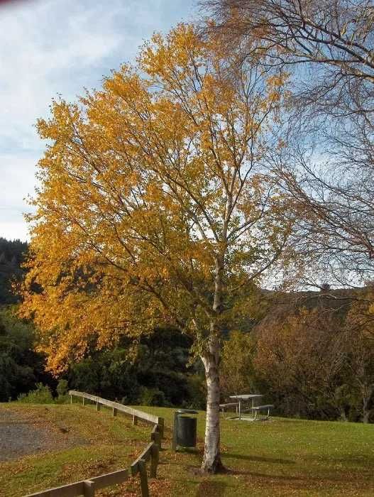 Mesteacan -Betula Pendula  mesteacan verde purpuriu  auriu