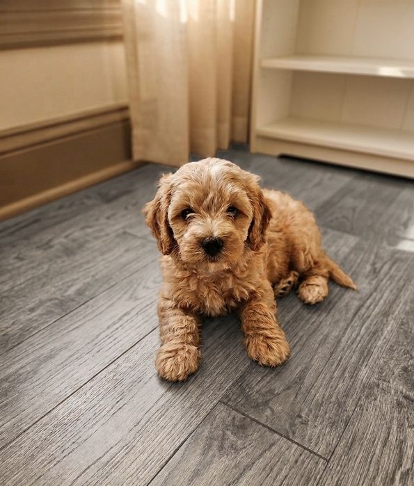 Maltipoo de talie mica