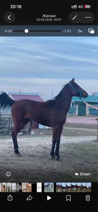 Чистокровный кобылка