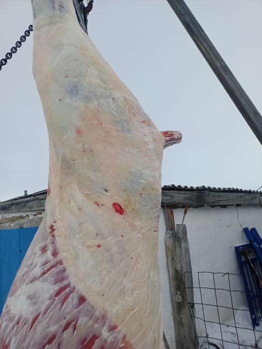 Продам соғым .Жылқы сатылады