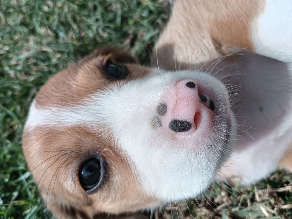 Catelusa rasa beagle