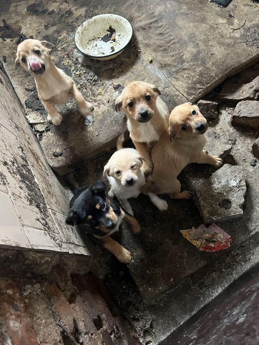 Кученца пинчери