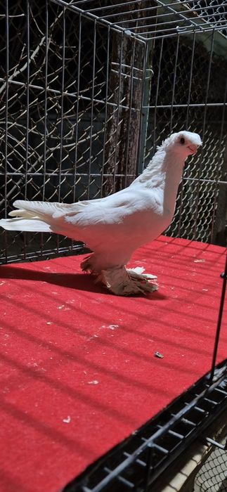 Белый голуб белый