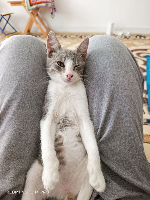 Котенок в добрые руки