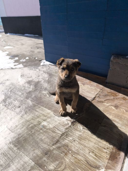 Отдам щенка, девочка