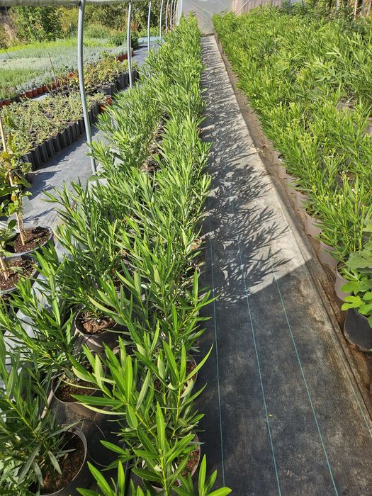 Leandru, culori bătute!