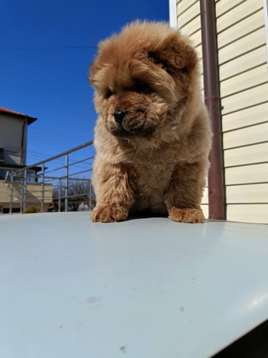 Чау чау Кученца.