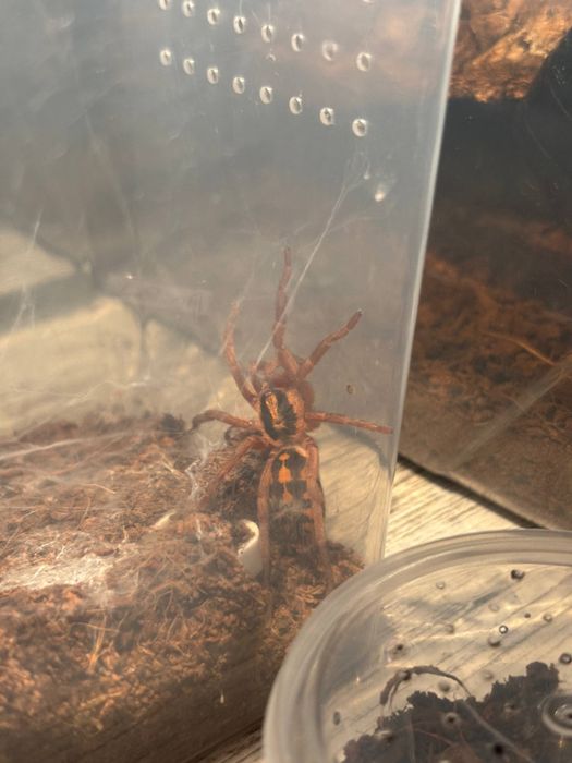 Паук птицеед Hapalopus sp. "Colombia Gross"