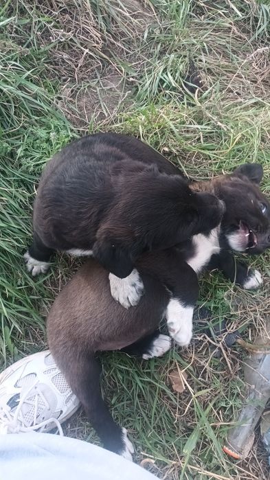 Пристраиваются классные щенята,девочки и мальчики