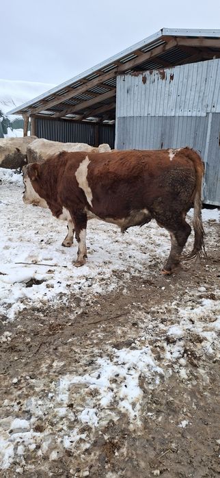 Taur rasă balțată