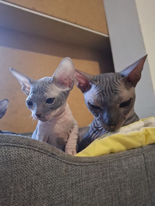 Канадские сфинксы  бронь