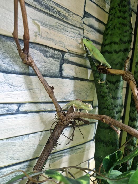 Йеменский хамелеон