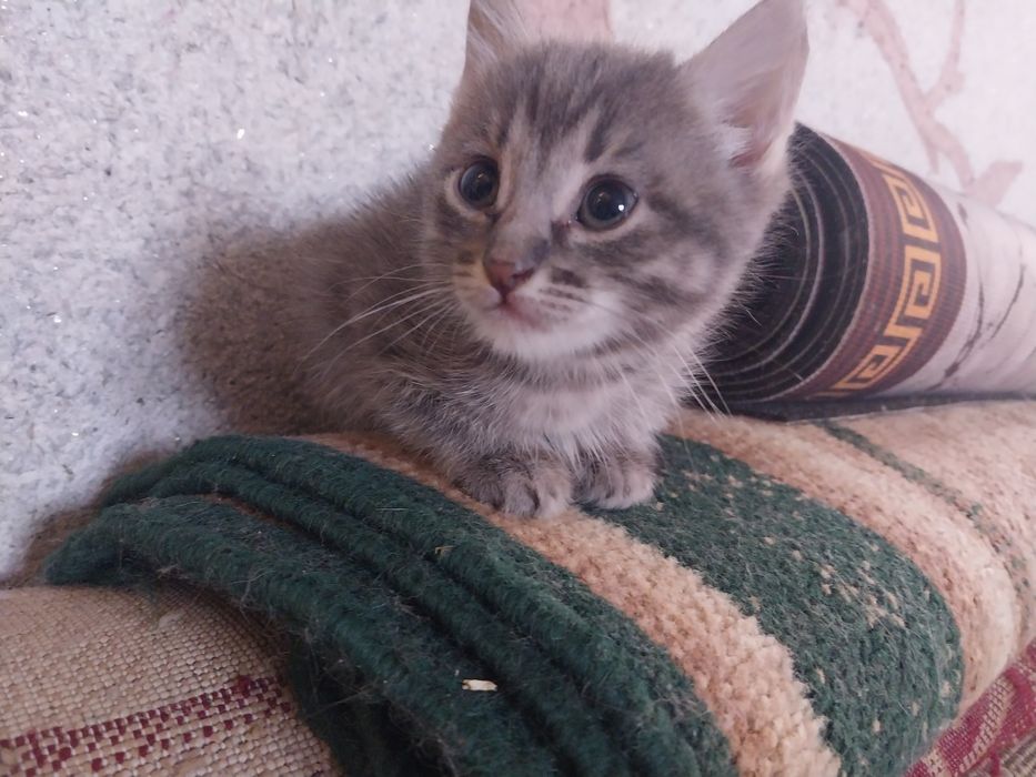 Отдам котиков в добрые руки