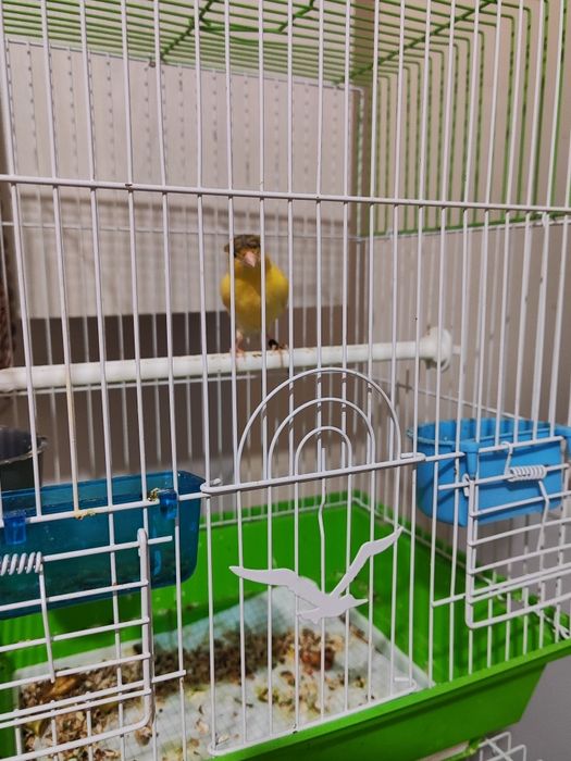 2та сарик канарейка 250мингдан.2чи канарейка чубати 300мингадан