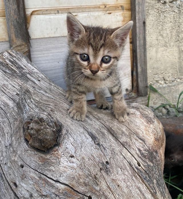 Ofer spre adopție cinci puiuți de pisică