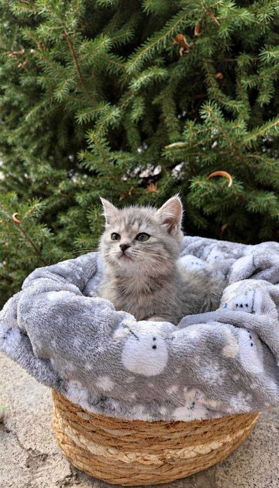 Котята ищут дом, в дар
