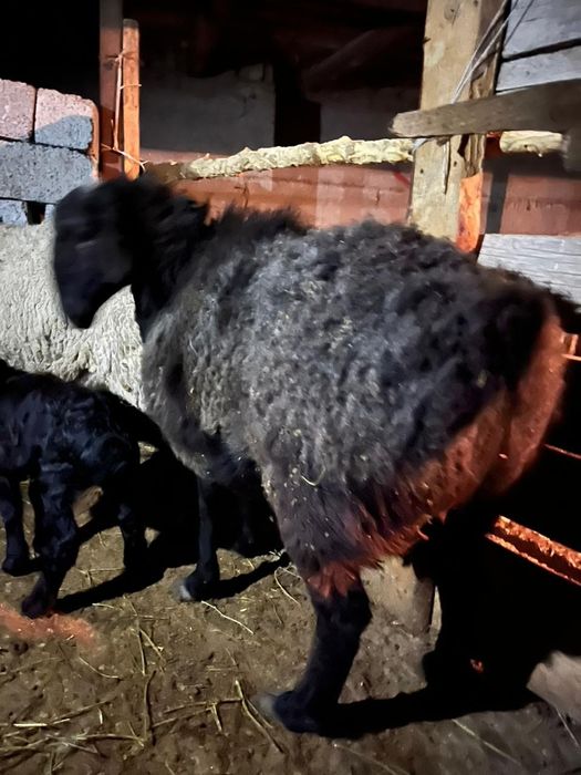 Қозы қозылы қой екеу