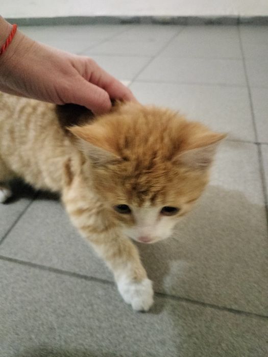 Кошечка рыжая даром