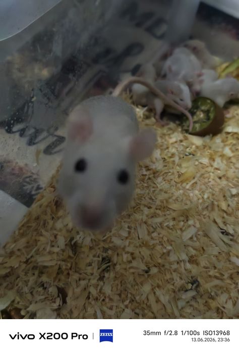 Sobolani dumbo rex de vanzare