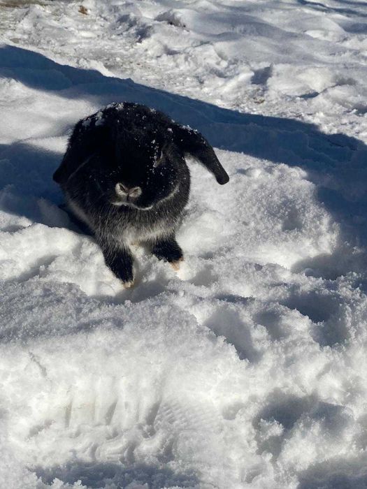 Iepuras Berbec German pitic / Iepure de companie /Iepuras berbec pitic