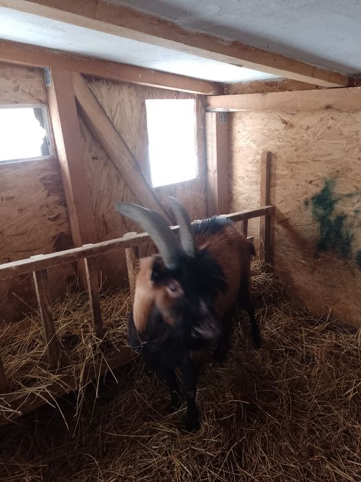 Berbec doorper și un țap alpin freancez