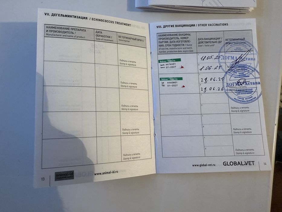 Котята с документами! Чипированные