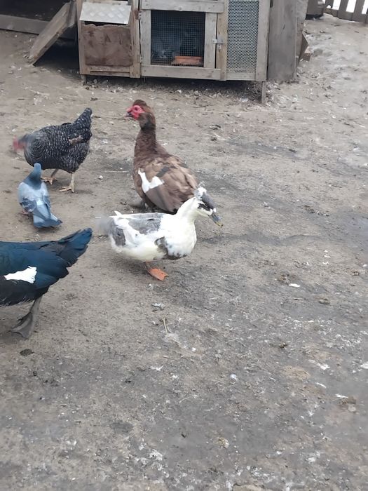 Vând rațe mute/ leșesti!