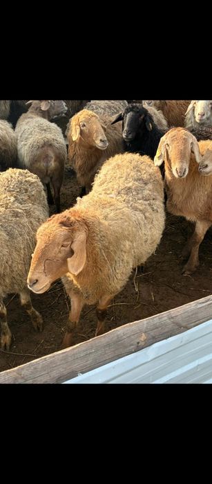 Продам баранов жирных