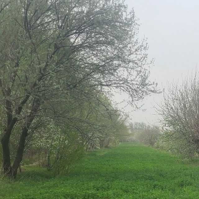 Beda sotiladi, o'rib olishga