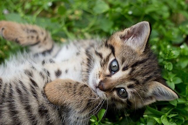 Котята в хорошие руки