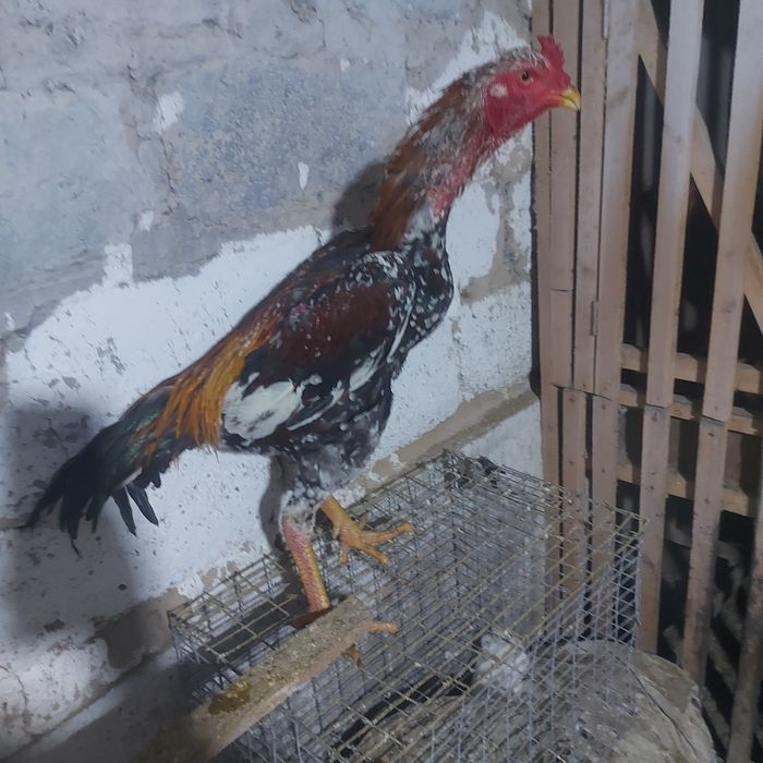 Корейц  китай   4.5 кг