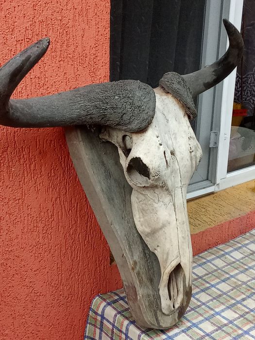 Vind Trofeu Bivol African