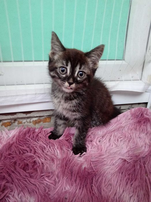 Котенок мальчик ищет дом.