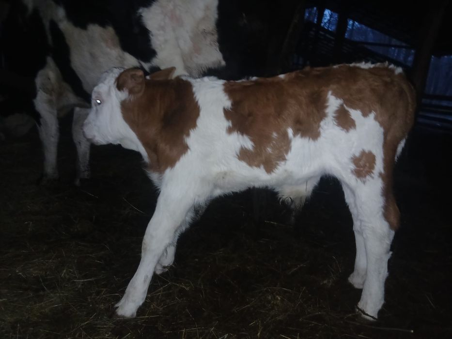 Vând vaci cu viței