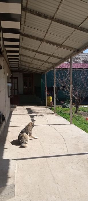 8Sotix hovli sotiladi. 65000 $