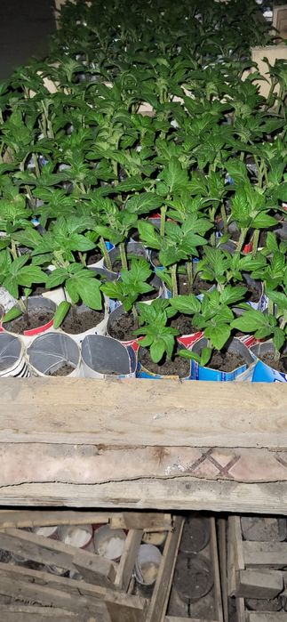 Продаётся рассада