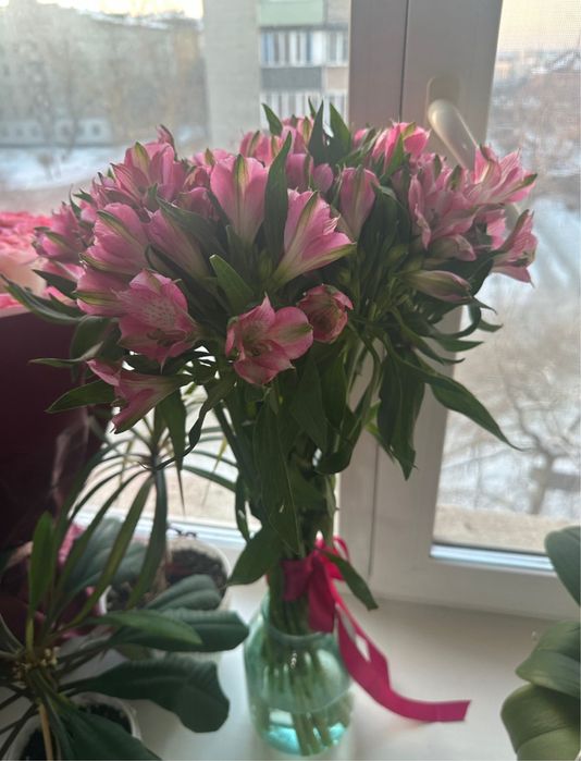 Цветы Альстромерия