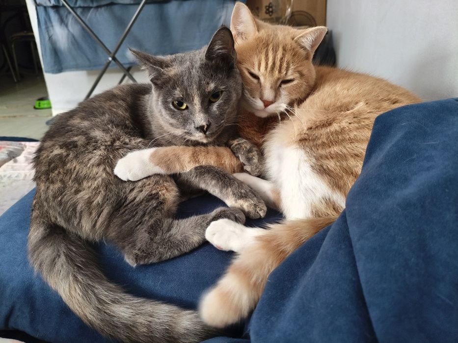 Кошки в добрые руки