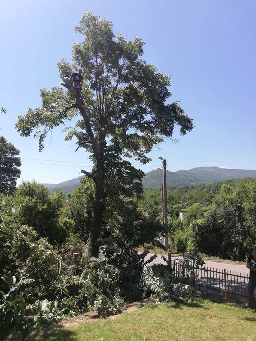 Рязане На Всякакви Видове дървета, Ремонтни и Строителни  Дейности