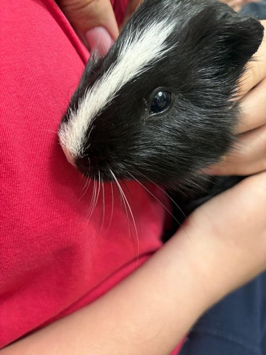 Морская свинка мальчик