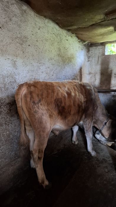 Продам быка жирного